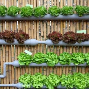 Juillet au jardin potager