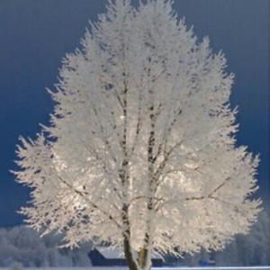 Janvier au jardin d'agrément