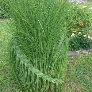 Septembre au jardin d'agrément
