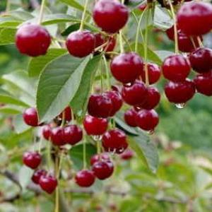Juillet au jardin fruitier