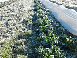 Décembre au jardin potager