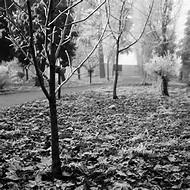 Décembre au jardin fruitier