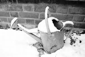 Janvier au jardin potager