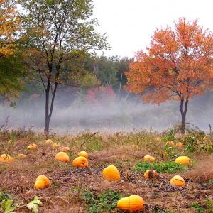 Octobre au jardin potager