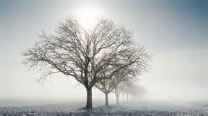 Janvier au jardin fruitier