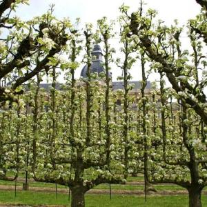 Mars au jardin fruitier
